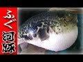 河豚（ふぐ）のさばき方#１（How to cuting of a Globefish）