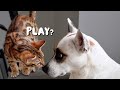 Can our bengal kitten learn to play with our rescue dog  ep 5