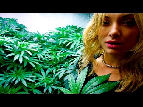 10 УДИВИТЕЛЬНЫХ ФАКТОВ О КОНОПЛЕ