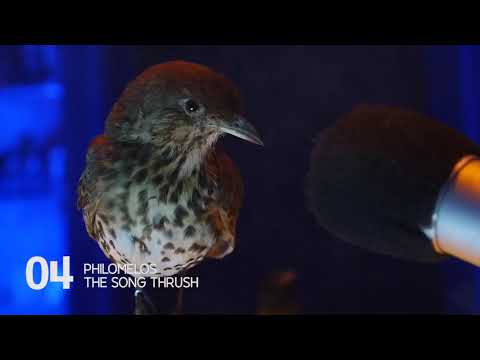 Europigeon Songbird Contest - 04. Philomelos (The Song Thrush)