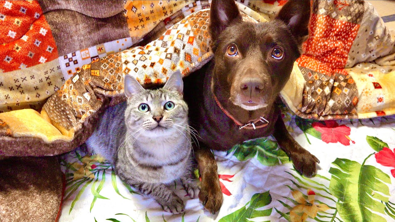 Dogs and Cats in the Snowstorm - YouTube