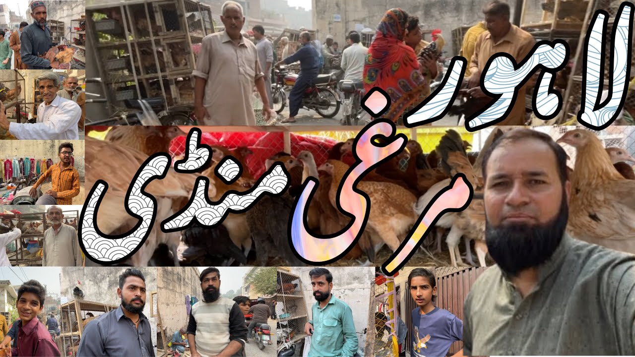 Ando Wali Murghi Shalimar Bagh Lahore Pakistan | Desi Murgi Business In Pakistan