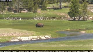 🌎 Yellowstone National Park Bison Grazing