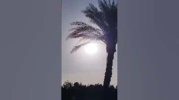 طلعت يا ما احلى نورها 