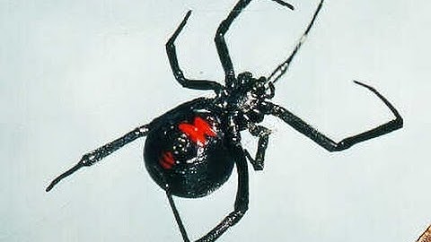 [PS3/MW3] The Black Widow (1.24) + [Download]