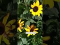 Rudbeckia #rudbeckia #gardenplants #flowers #yellowflowers #garden #plants