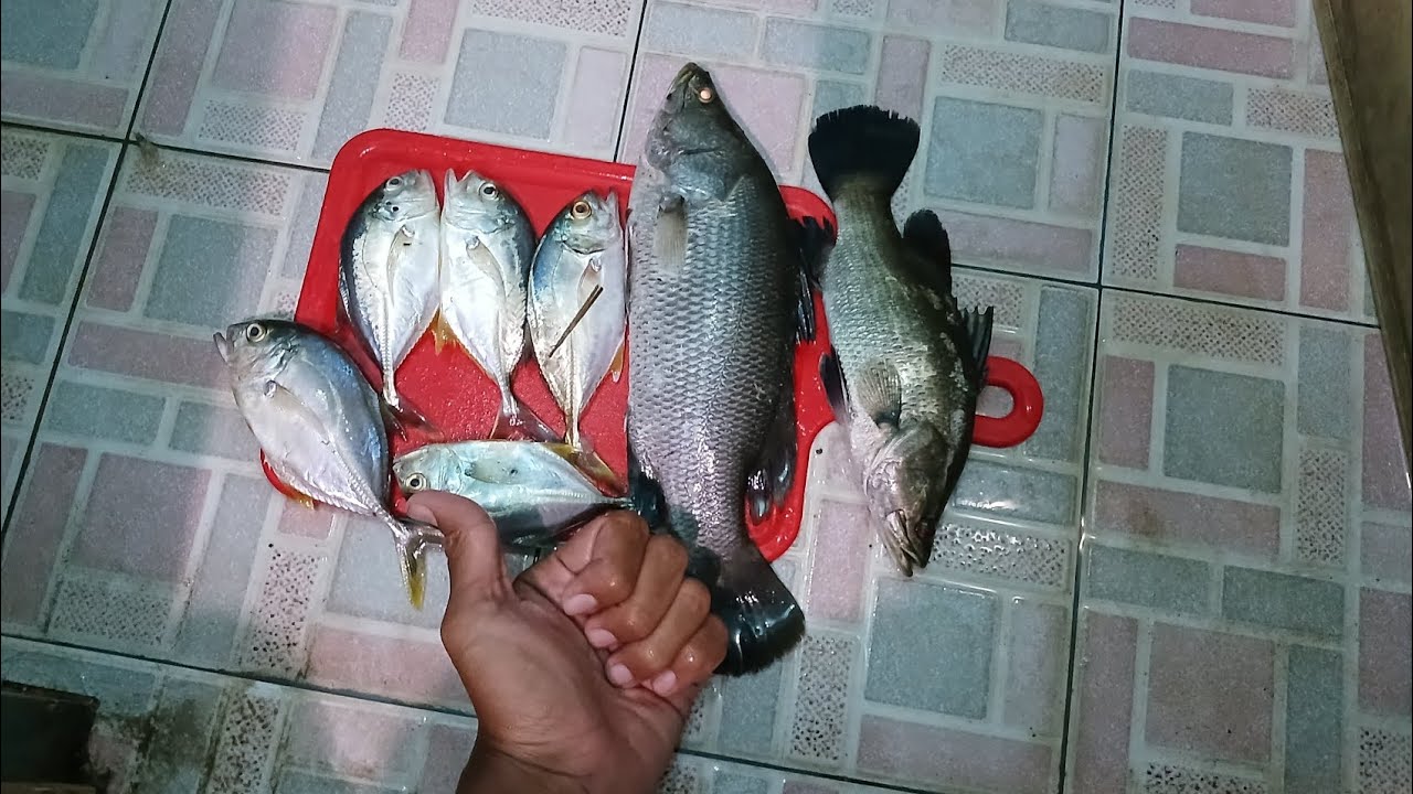 MANCING BARRAMUNDI DI KELEP GETEM JEMBER