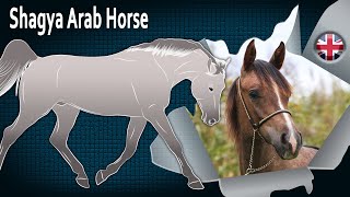 Shagya Arab Horse, horses descended from a Syrian Arabian stallion, Horse breeds