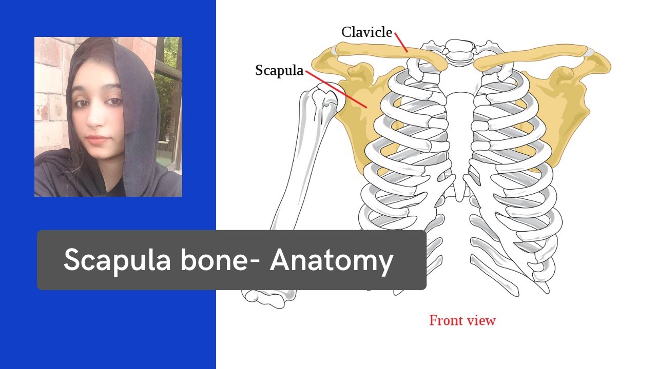 Scapula bone Anatomy ( explained in Urdu and Hindi ) YouTube