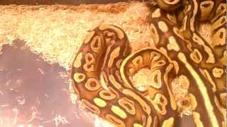Firefly ball python & mojave ball python