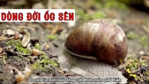 Vòng Đời Ốc Sên 1