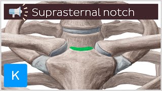 Suprasternal notch | Anatomical Terms Pronunciation by Kenhub