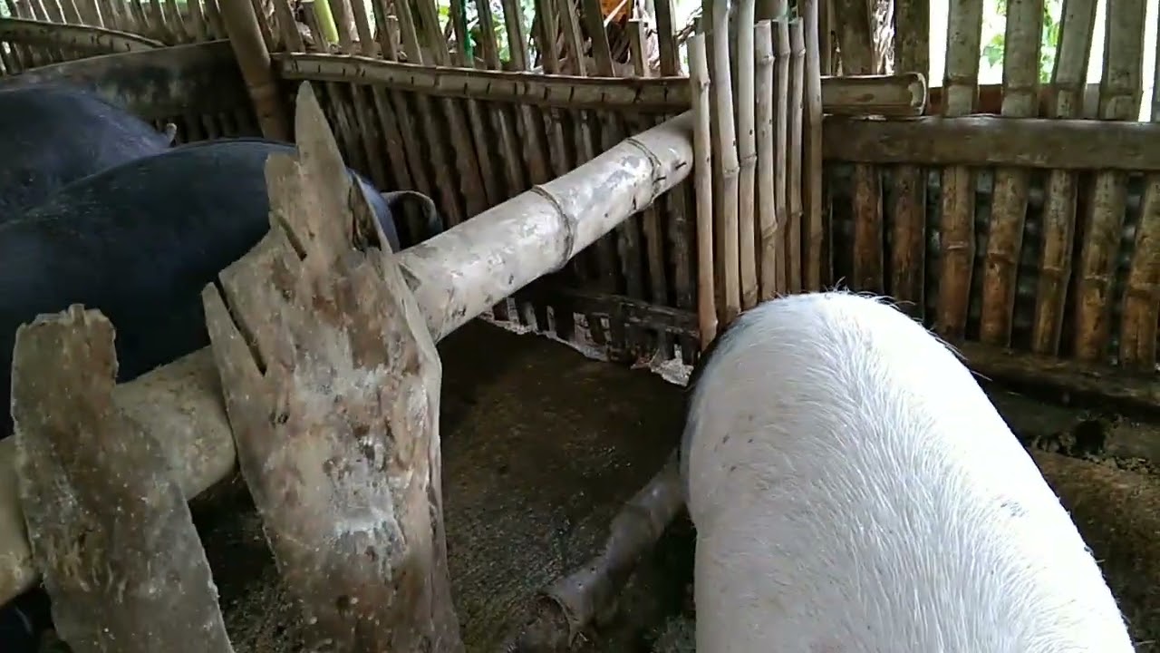 NANGANAK ULIT ANG AMING NATIVE PIGS BUHAY PROBINSYA#agriculture #business #bukidlife #nativepigs🐖🐷