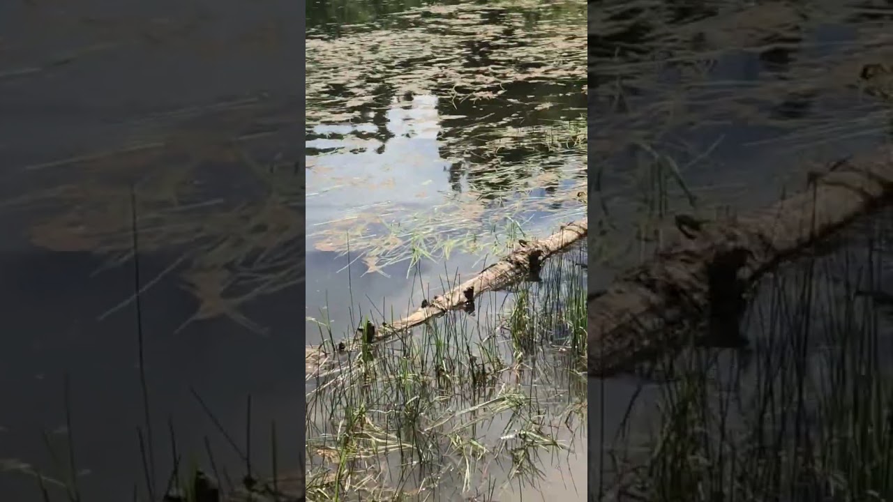 Wild Moose Grazes in Green Pond over Utah Trail