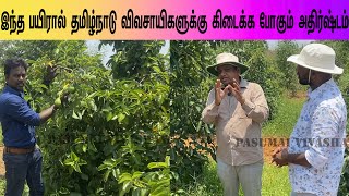 இந்த பயிரால் தமிழ்நாடு விவசாயிகளுக்கு கிடைக்க  போகும் அதிர்ஷ்டம்/luck with this crop