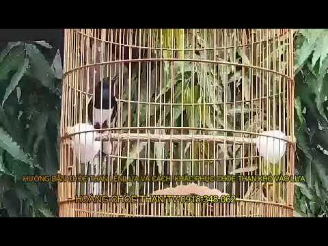 Video hướng dẫn chòe than căng lửa 100% anh em đam mê nên... - youtube