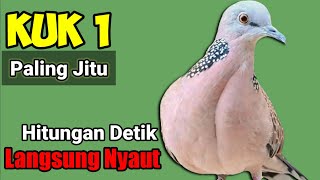 pancingan SUARA BURUNG TEKUKUR paling jitu ❗❗