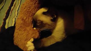 what the cat doin?