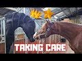 Taking care of rising star do queenuniek  spidey look alike  friesian horses