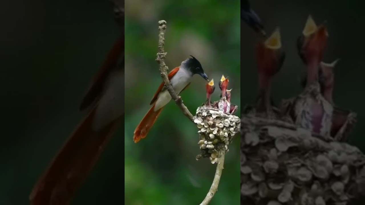 Mother Bird and Baby Bird || Nature View || 