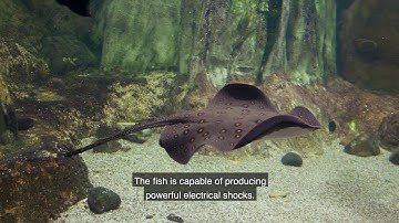 The History of BioElectrical Medicine - A Centuries Old Practice