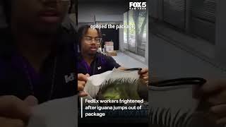 Iguana jumps out of FedEx package at store in Tennessee
