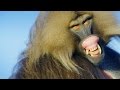 Gelada Behavior and Ecology