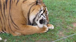 Feeding the Tigers at Chestatee Wildlife Preserve Zoo