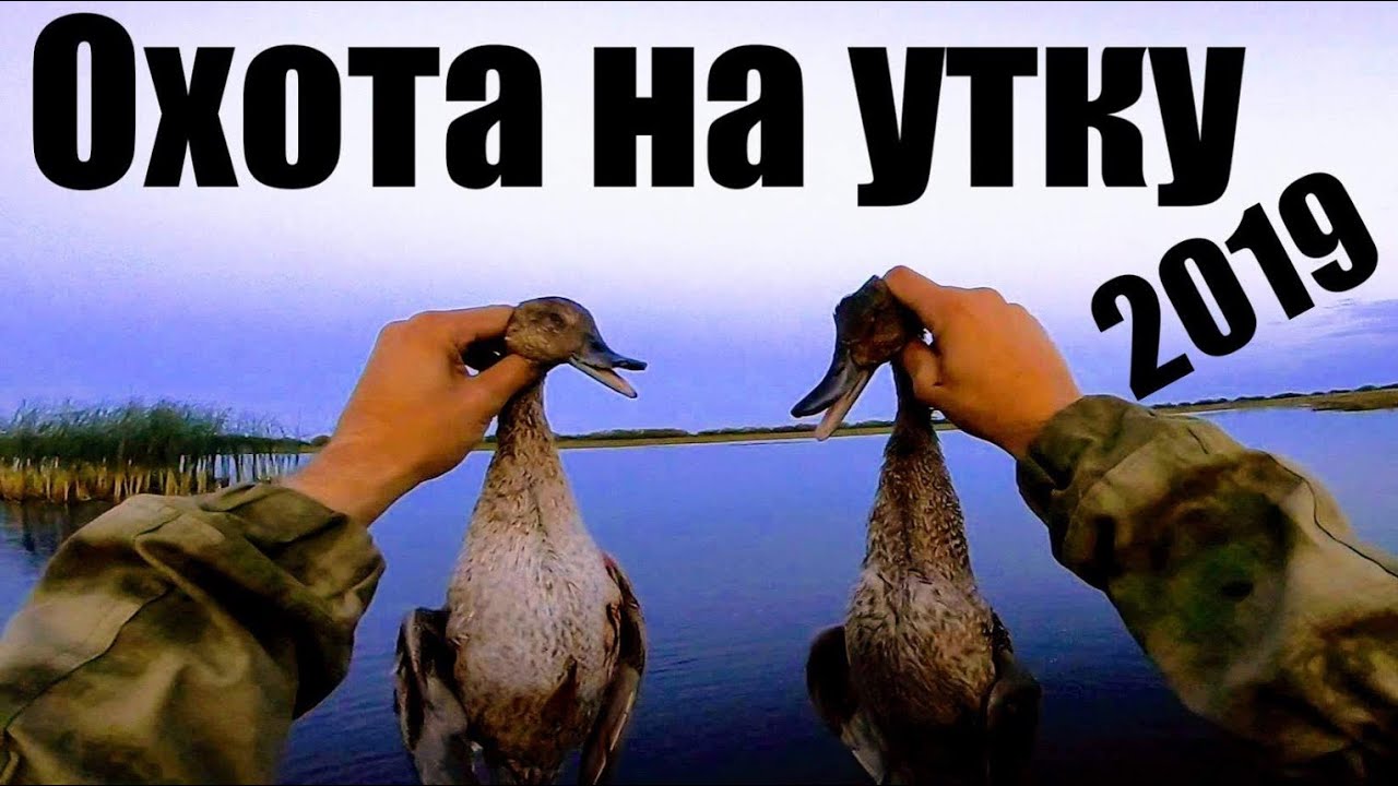 Охота 2019 Как мы с Димоном на охоту ходили Налеты уток 2019 Охота на утку Охота 2019