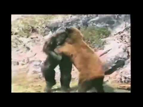Ayı vs Goril
