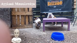 Αγγλικό Μπουλντόγκ  English Bulldog. Με την εκτροφέα Σίσσυ Αδραμιτλή! Επ. 7