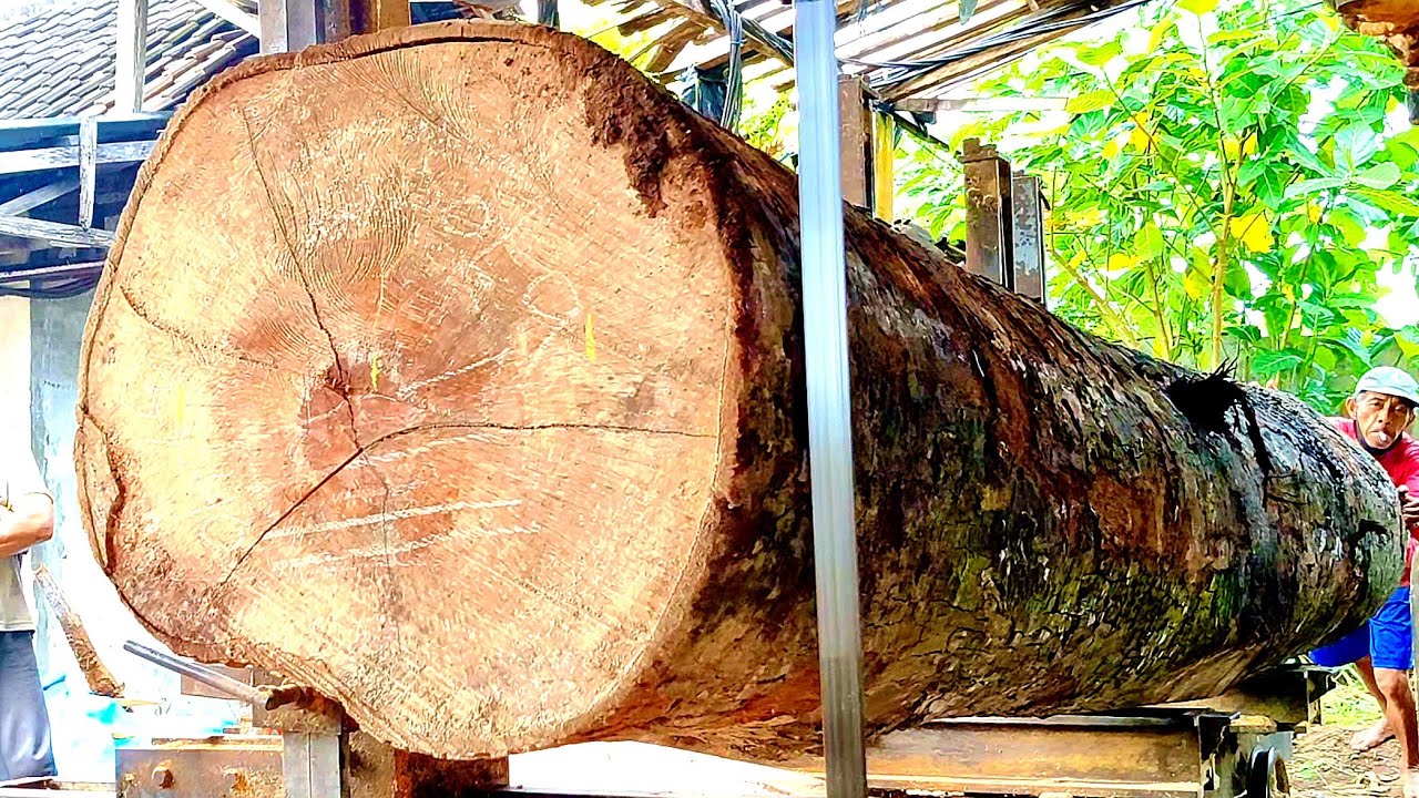 The dangerous process of sawing a giant durian tree into thick ...