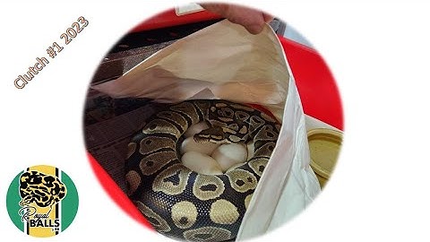 Breeding Ball Pythons; Clutch #1 2023