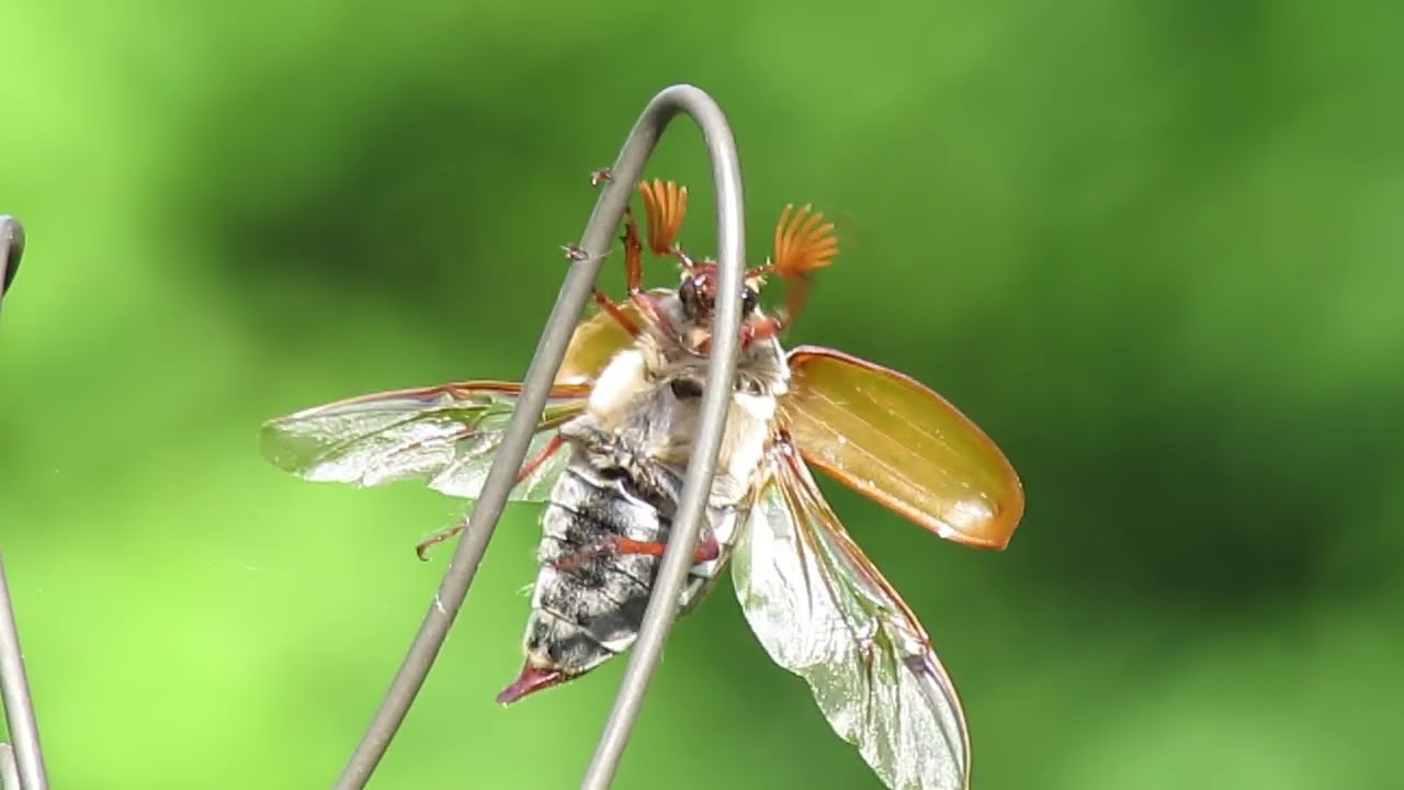 Maybug beetle may bug beetles