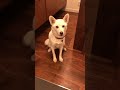 保護犬卒業しハッピーな毎日　 (７２代目居候犬）