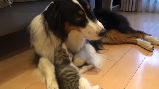 大好きな犬にしつこくしすぎて「行っちゃった…」と悲しい表情を浮かべる子猫