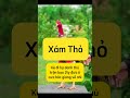 Dòng gà chú Khâm tây ninh. Đam mê gà chọi.