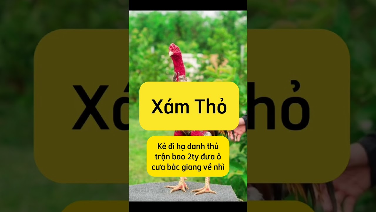 Dòng gà chú Khâm tây ninh. Đam mê gà chọi.