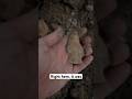 At dark! #arrowhead #ancientrelics #americanindian #rockhounding #ancientartifacts #relics #artifact