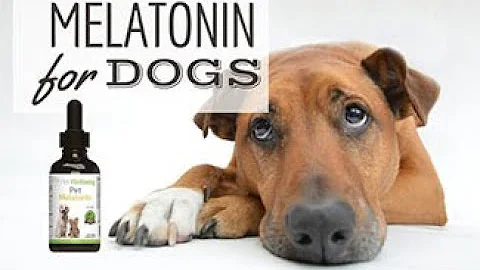 ¿Cuánto dura la melatonina para perros?