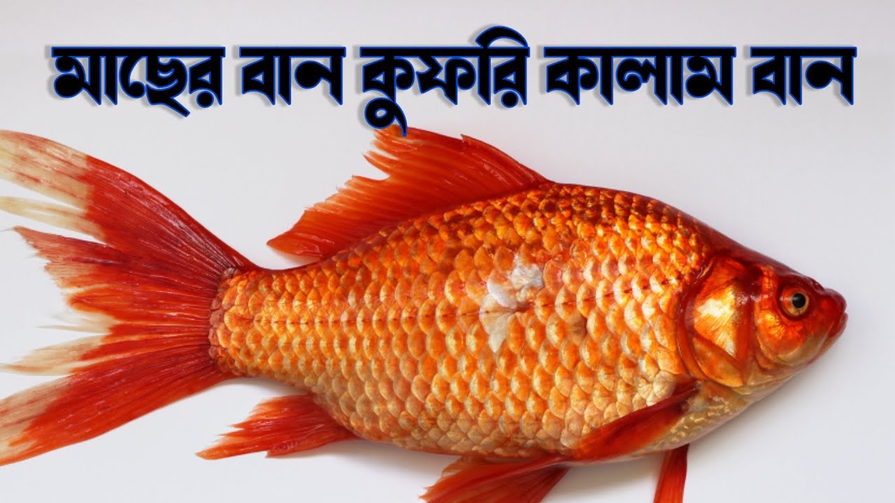 মাছের বান কুফরি কালাম বান Fish Bun Kufri Kalam Bun - YouTube