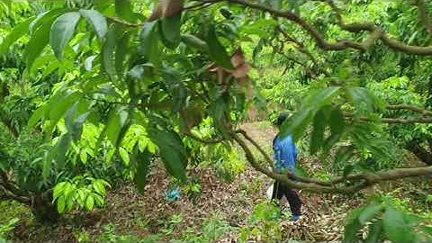 Chăm Vải Thiều Lục Ngạn Đẹp Thì Bón Phân Thế Nào, Mời Các Bạn Tham Khảo  I Nui Doi Luc Ngan 98