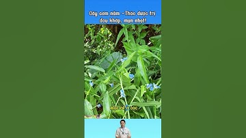 Cây cơm nắm – Vị thuốc thiên nhiên cho đường hô hấp! #comnam #rautrai #ho #duoclieu #suckhoe