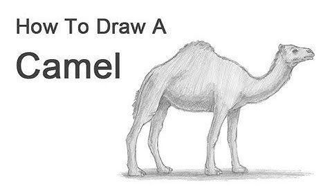 How to Draw a Camel
