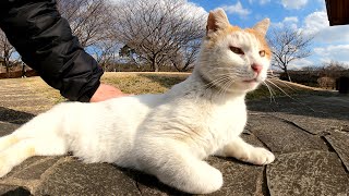 ご機嫌な茶シロ猫と一緒に公園のベンチにお出掛けする
