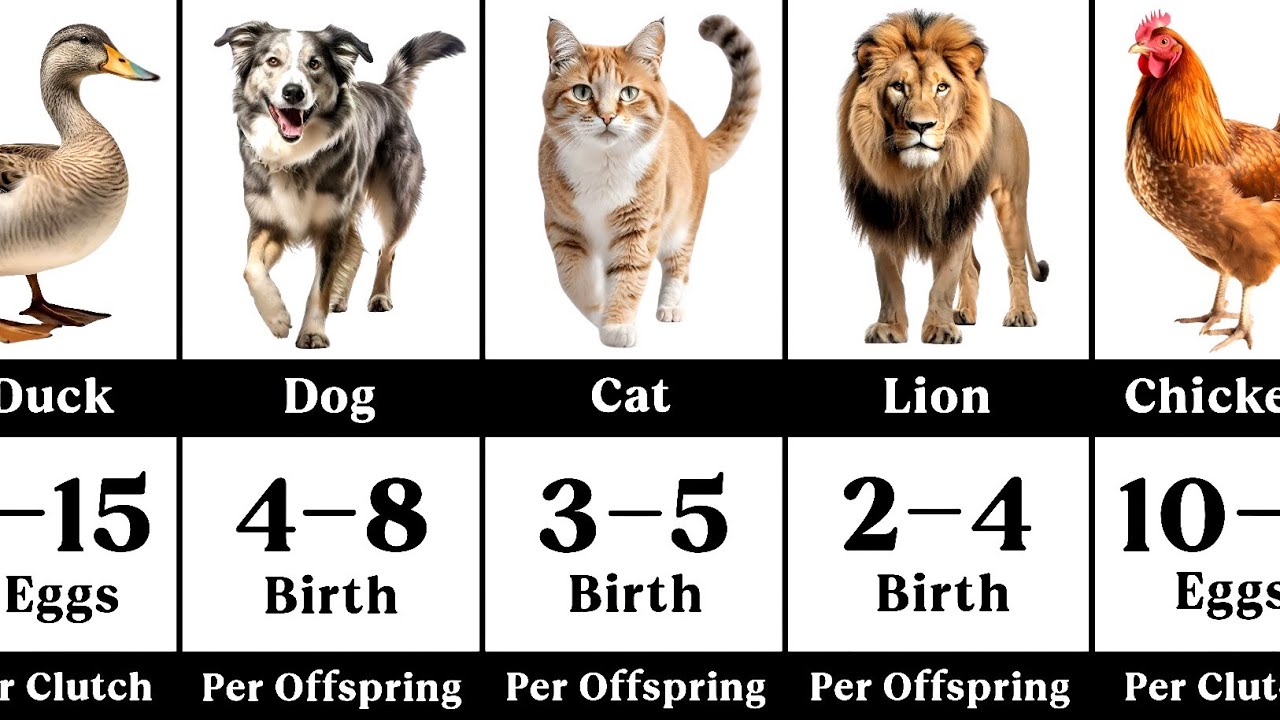 How Many Offspring Do Different Animals Typically Have in One Birth! 🐻🐾 ...