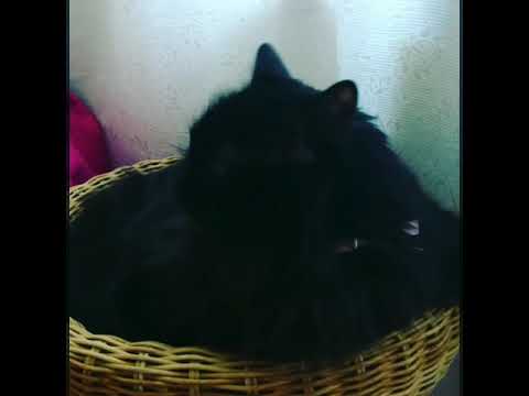 Βίντεο: Γιατί δεν τρώει η γάτα μου;