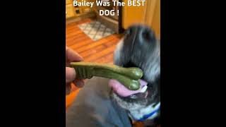 Bailey Was The Best Dog