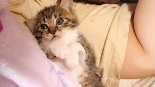 Tired of playing, the kitten sleeps slowly on the pillow in mom's arm. by ねこねこチャンネル 7,469 views 8 days ago 2 minutes, 31 seconds