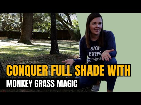 How to Grow A Lawn in Full Shade | Catherine Arensberg
